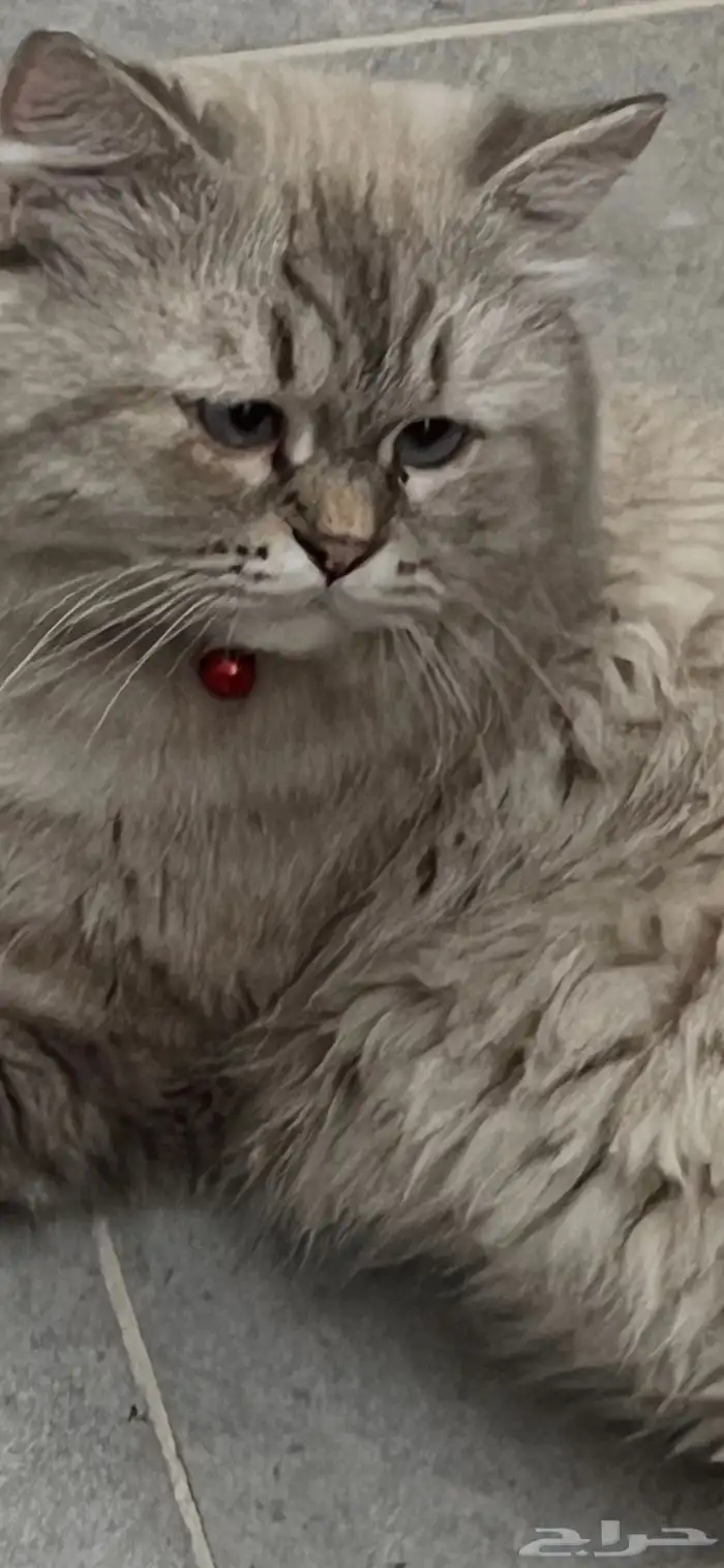 قط للتزاوج هيملاياشيرازي 0