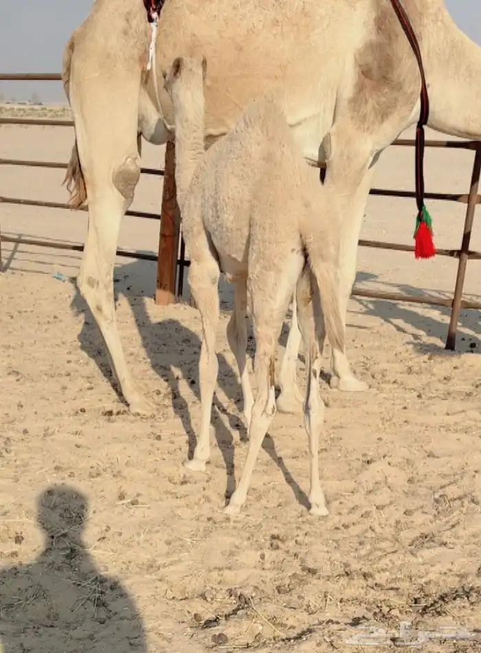 خلفه منتج سبق وتحتها بكره فل للبيع هجن 2