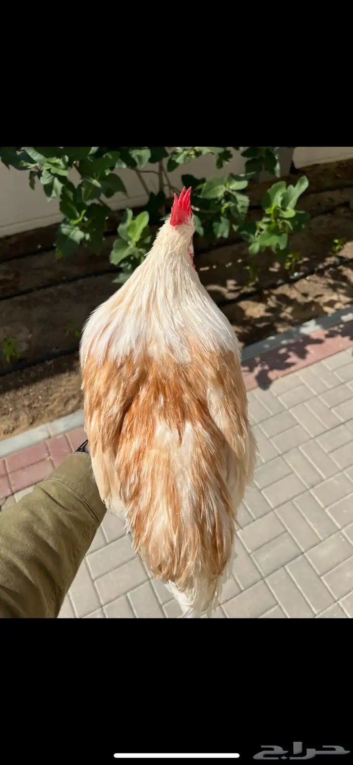 ديك لوهمان براون بيور تم البيع 4