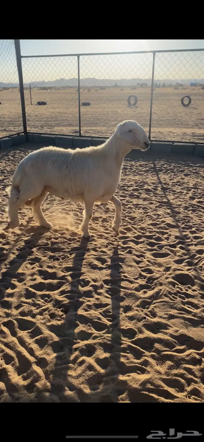 مشروع فحل اصفر العمر 4شهور ونص 2