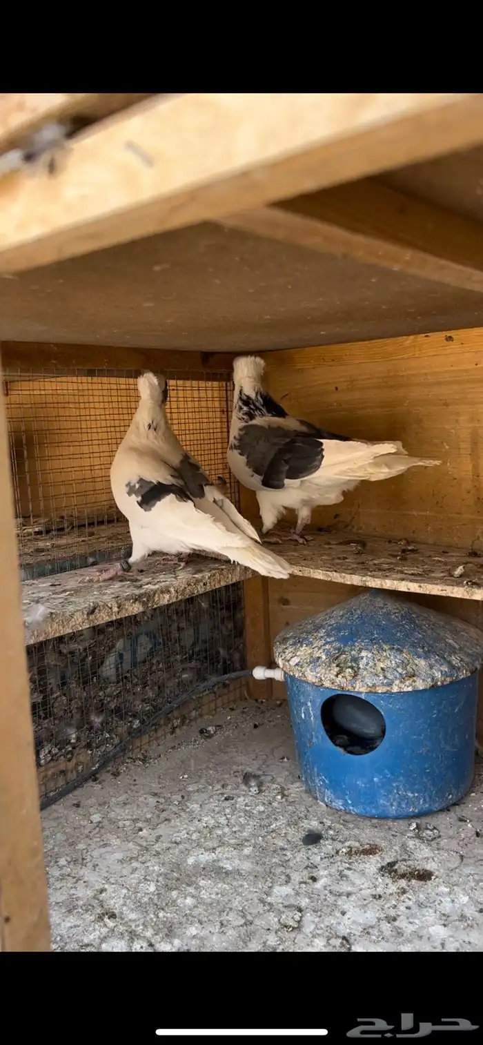 حمام قطيفي للبيع 13