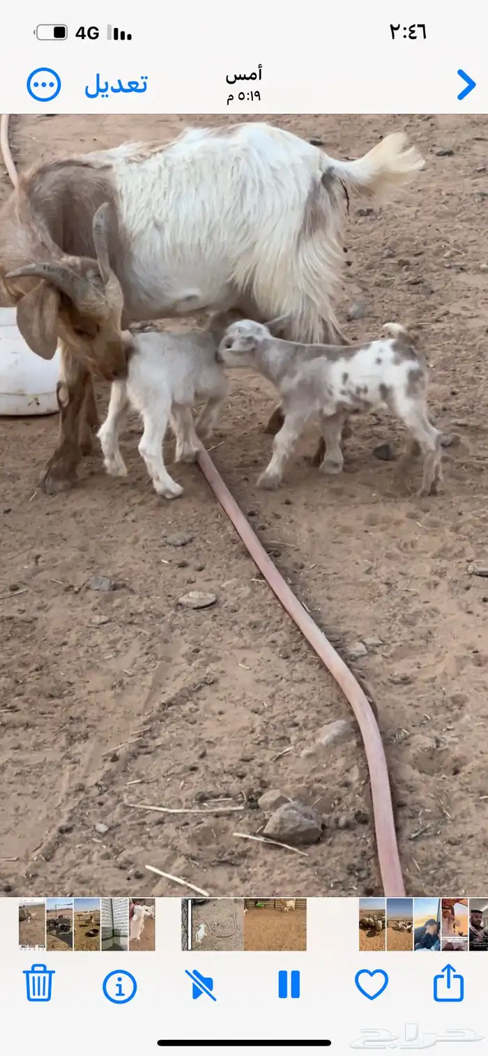 للبيع معزاء قزم 1