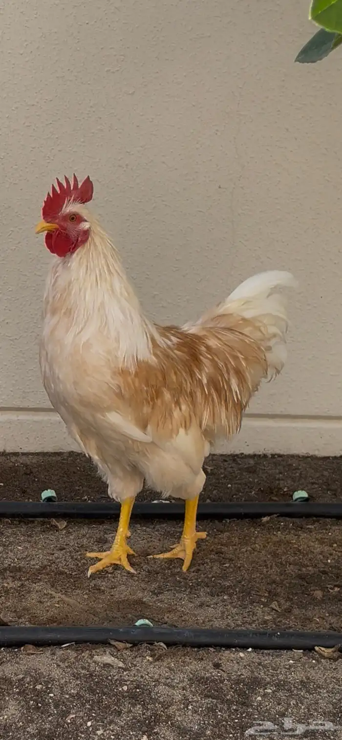 ديك لوهمان براون بيور تم البيع 1