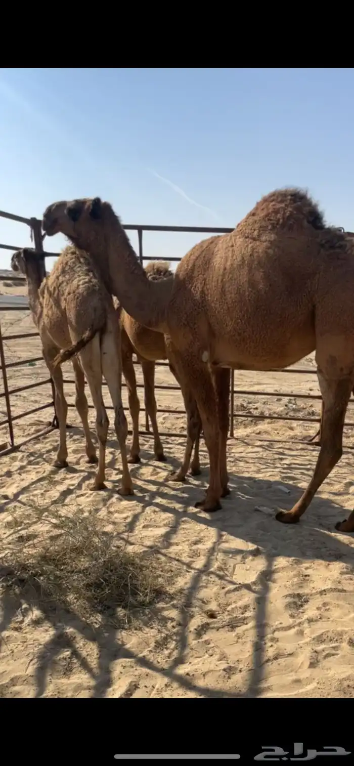 بكره صفرا شعلا 0