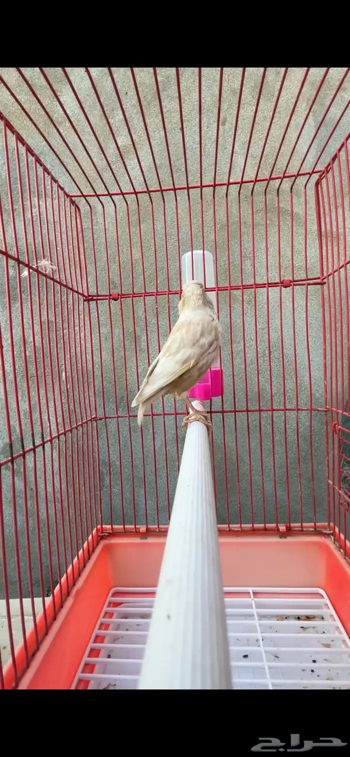 ماشاءالله ذكر كناري كريمي تغريد 2