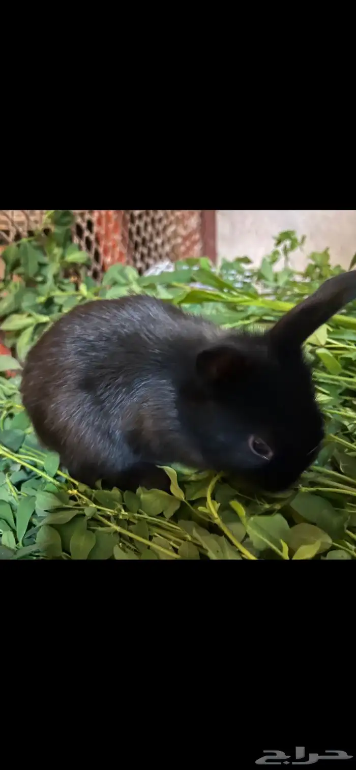 أرنب من نوع فرنسي 2