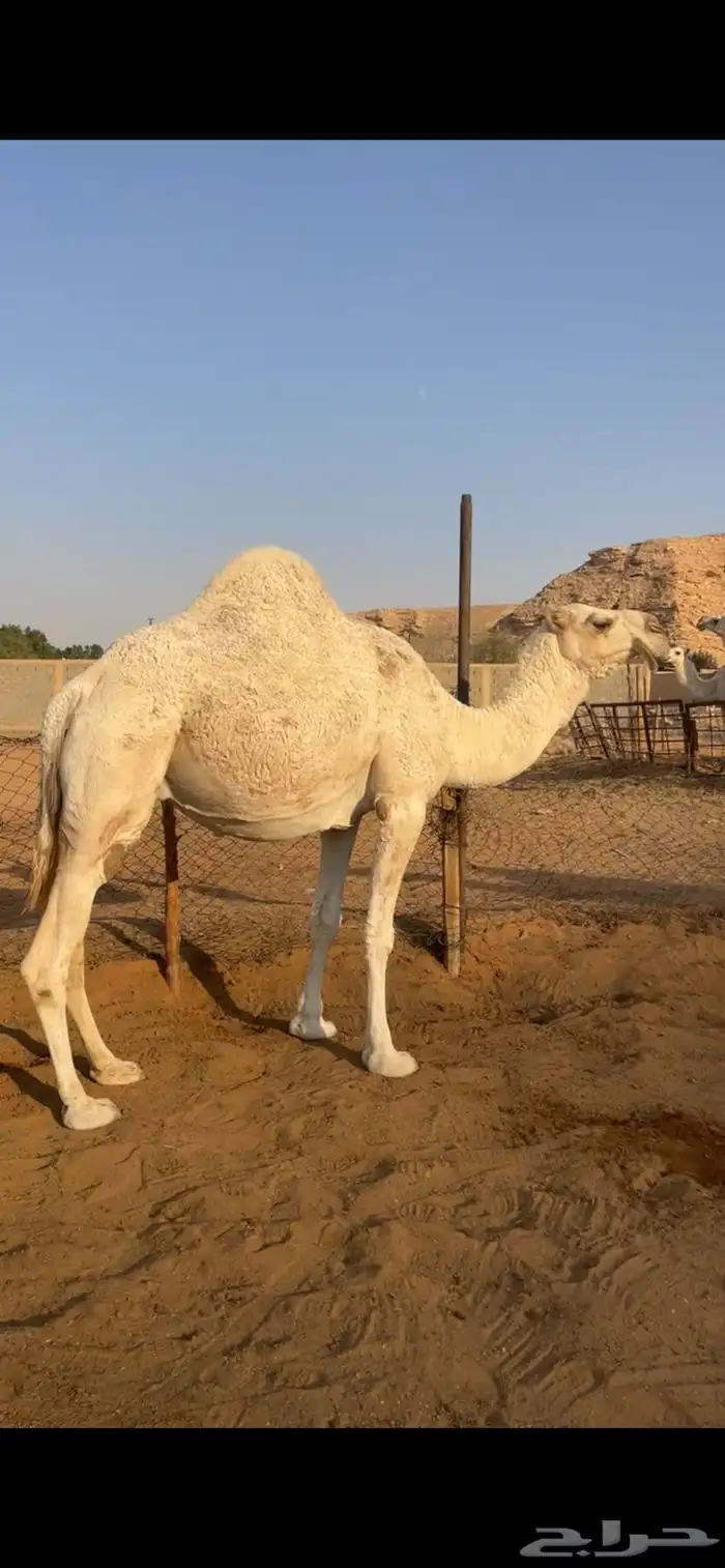 لقحه وضحاء 0