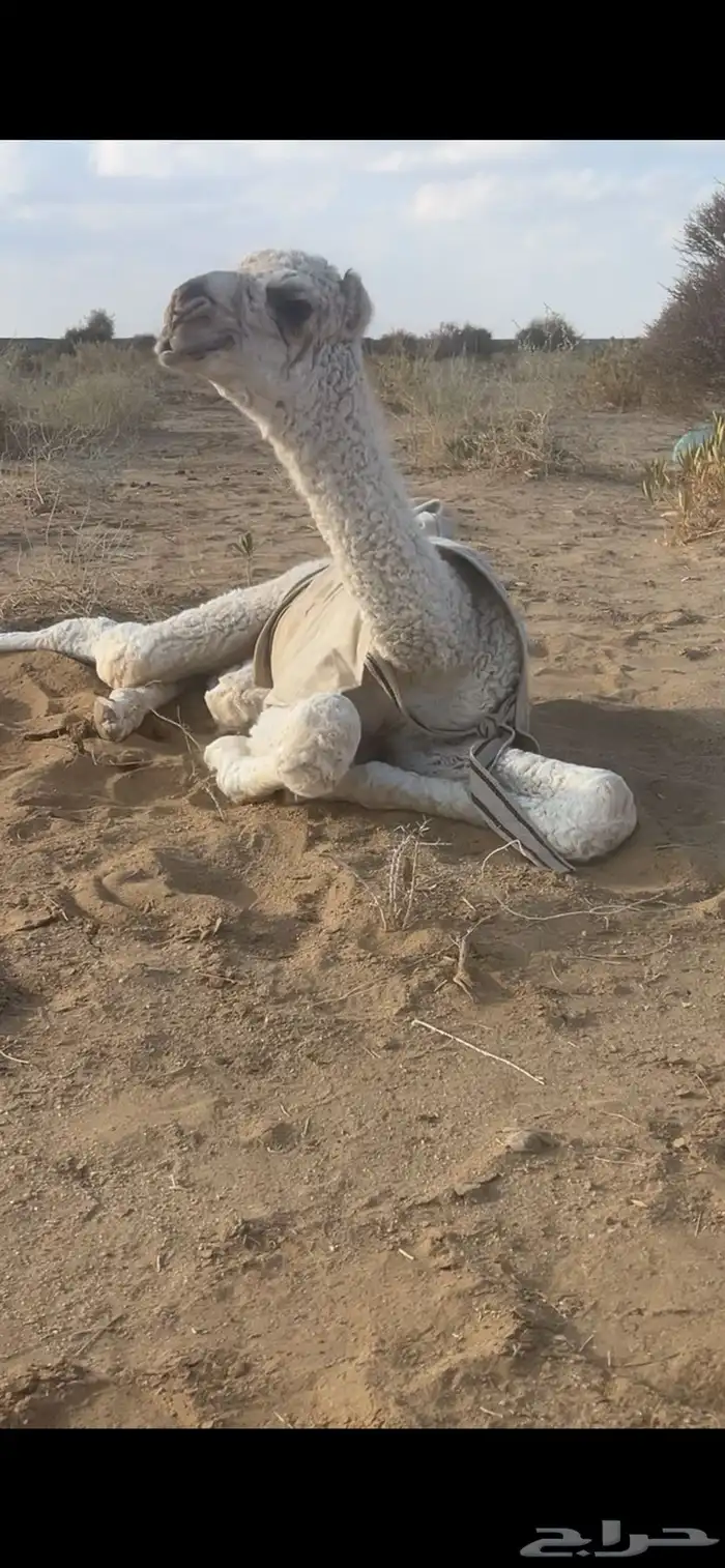 فحل تمامي كفو 4