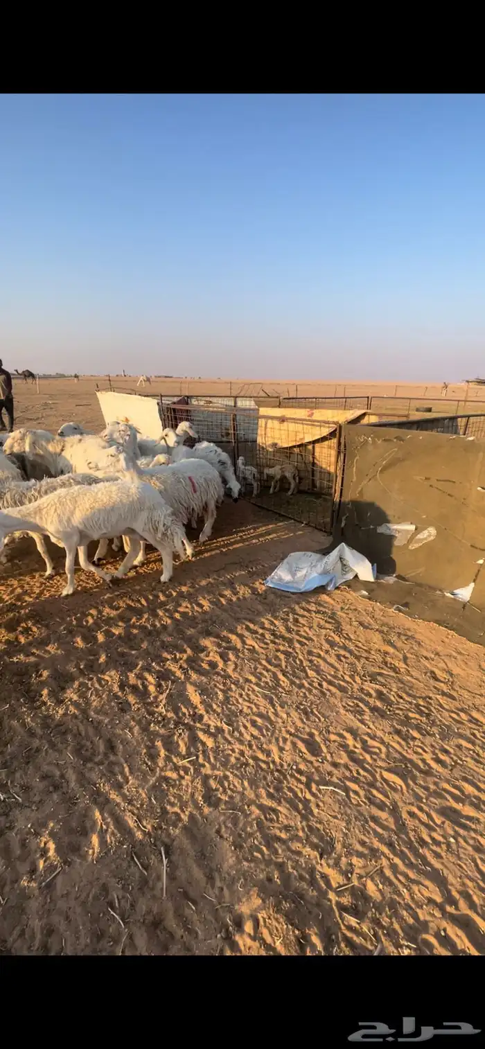 رخال جذعات وثنوات وقليل رباع بفحلها فيها 2 متابيع 7