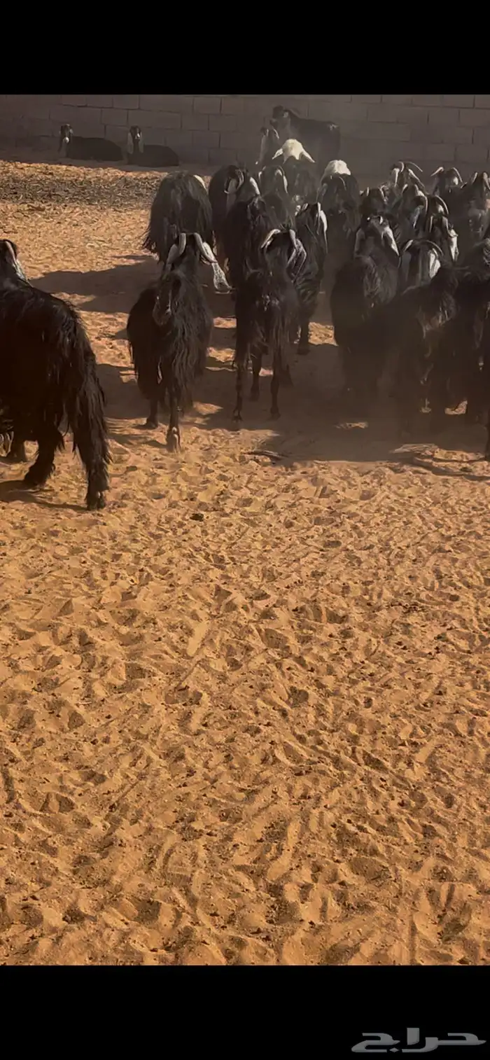 معزاء عوارض مضاريع وبهن دفيع عدد 36 مراح بذن الله يتومن 1