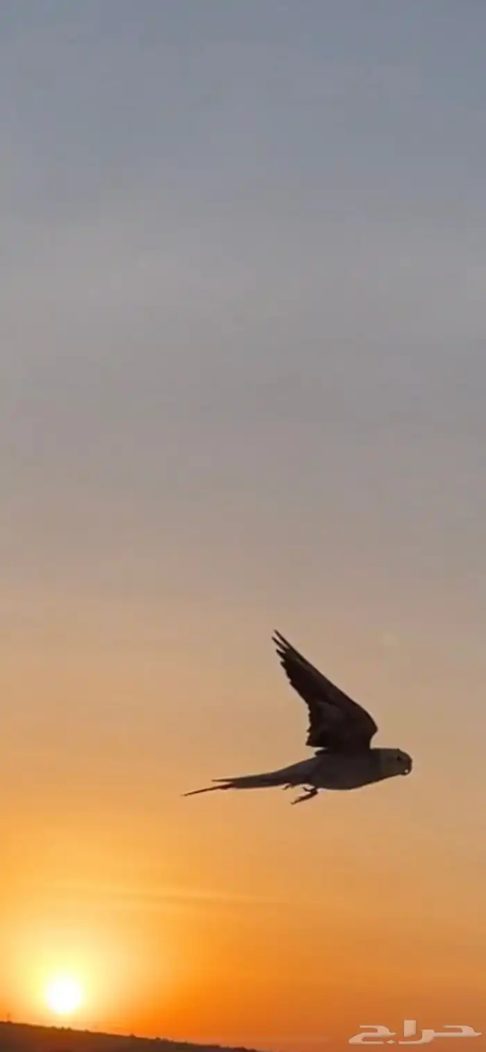 كروان اليف هدد خارجي 1