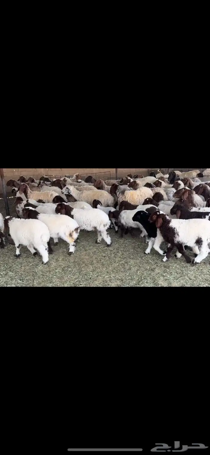 غنم نعيم مطافيل 0