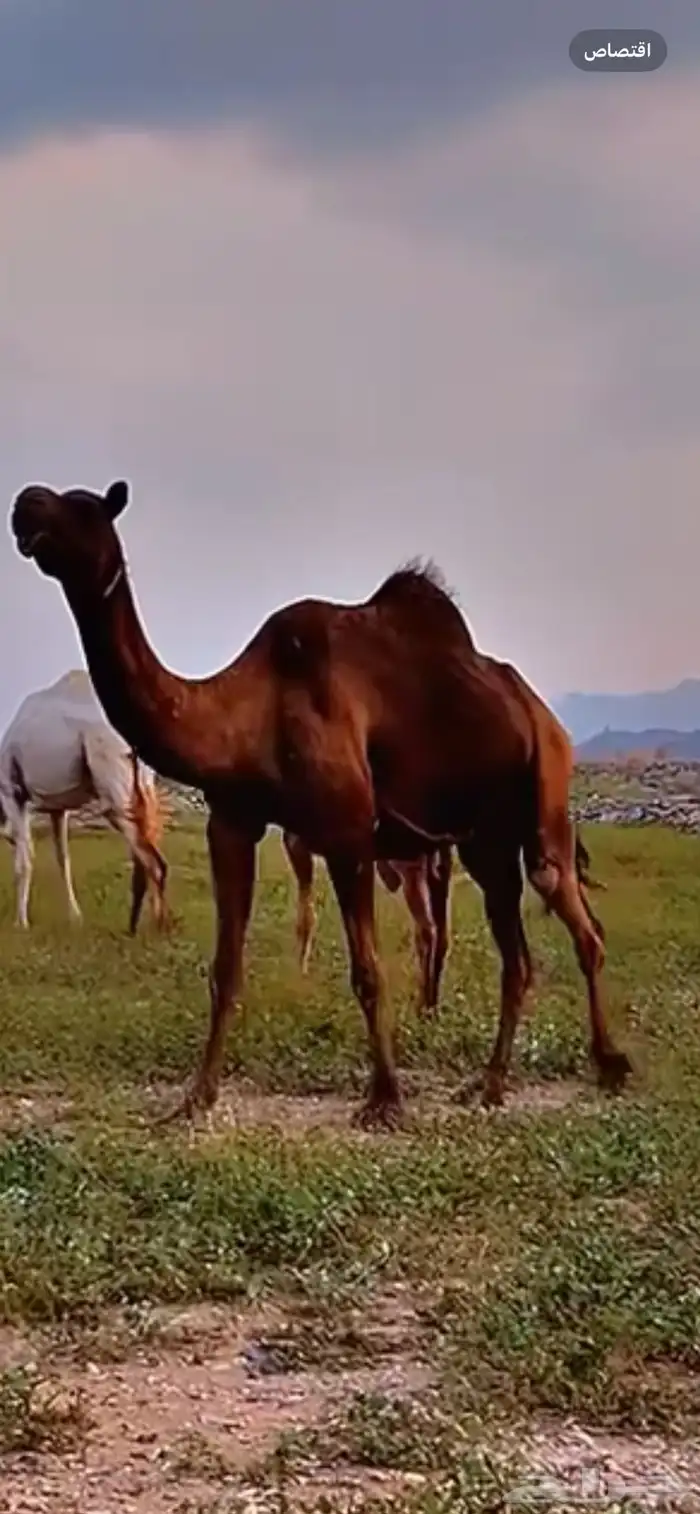 للبيع ناقة مجهم لقاح تسع شهور 1