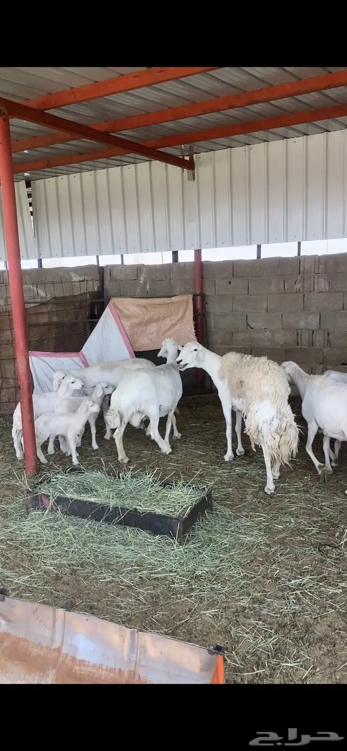 ضان متابيع 0