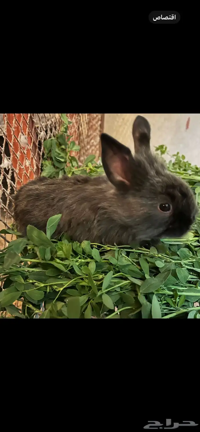 أرنب من نوع فرنسي 1