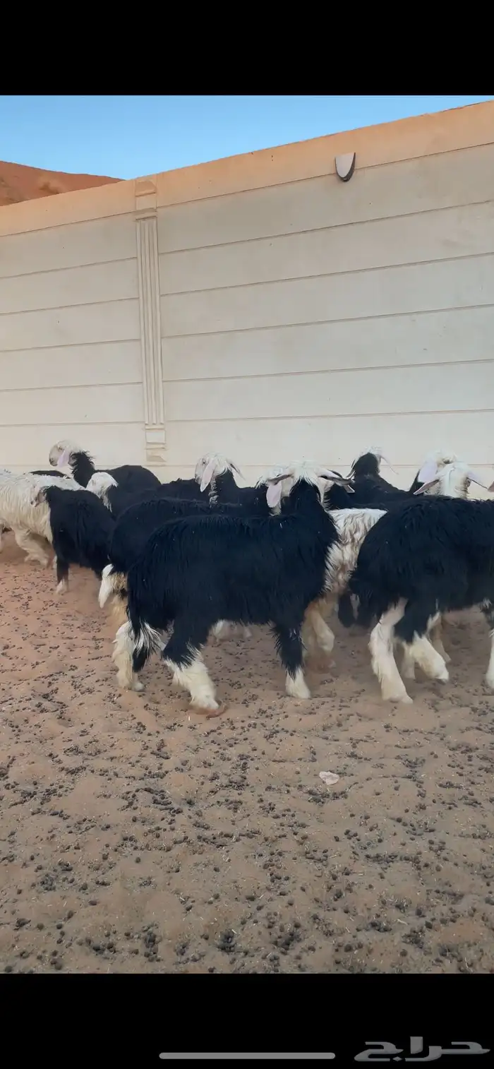 رخال نجد فاخره 3