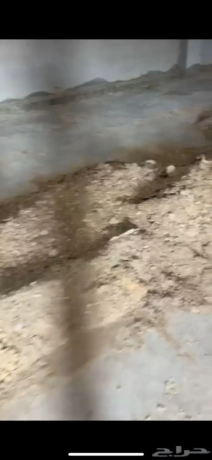 سماد دجاج لاحم 0