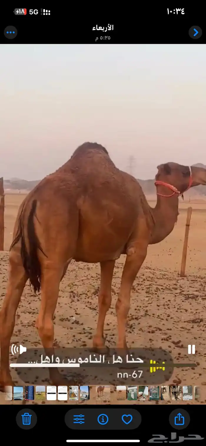 قعود ساحلي 1