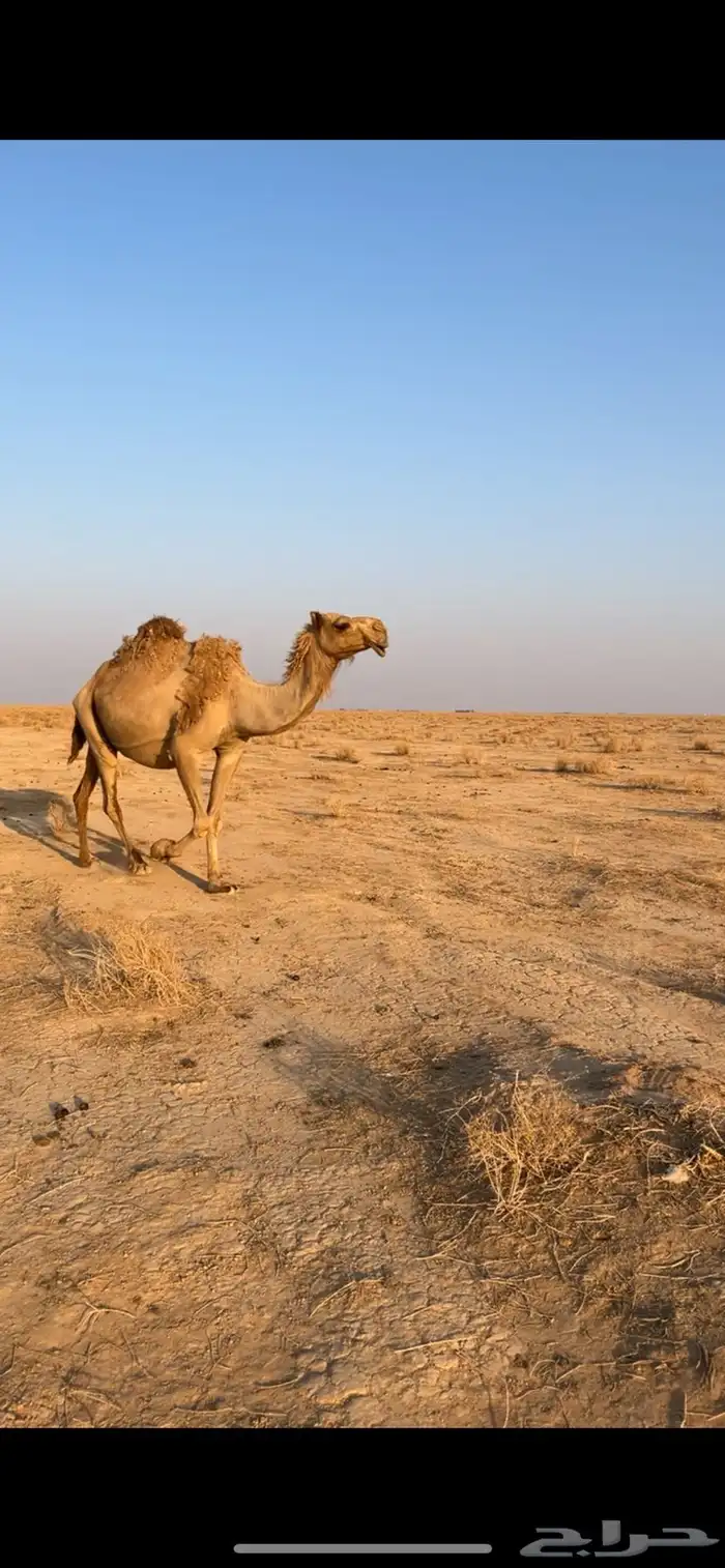 للبيع الناقه الشعلا الكفو ملاقي هدا ورضا 2