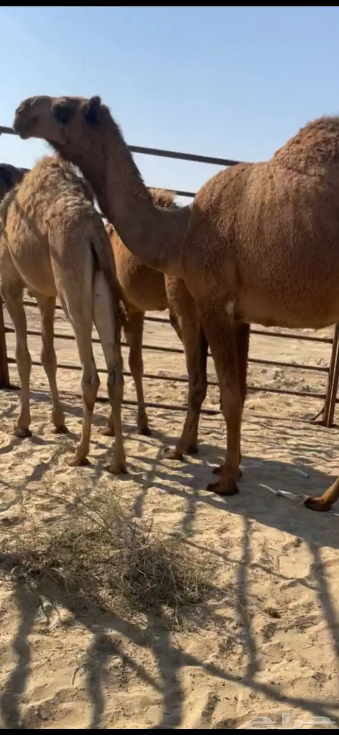 بكره صفرا شعلا 1