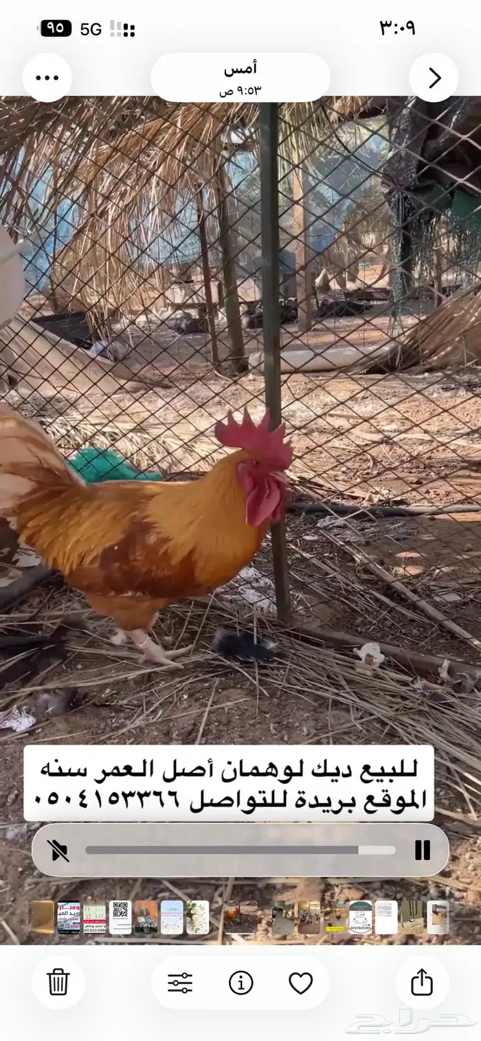 للبيع دجاج مشكل 0