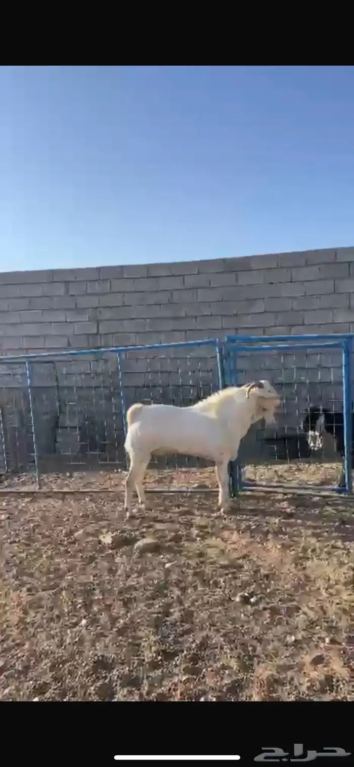 تيس فحل بيشي صنف 1