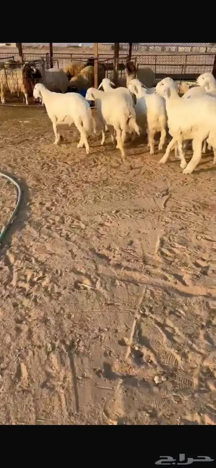 بهم عمره 7شهور حلال نظيف مشروط 2