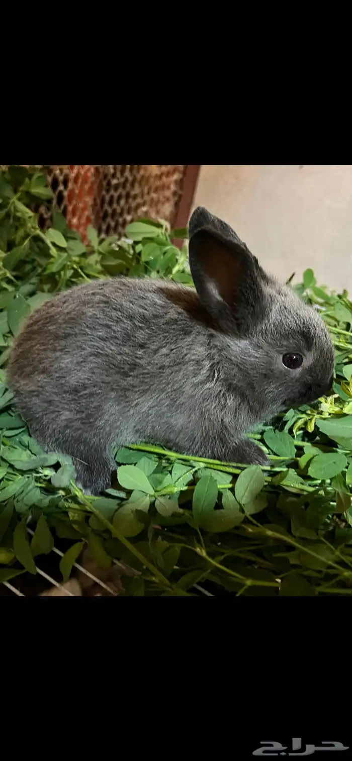 أرنب من نوع فرنسي 0