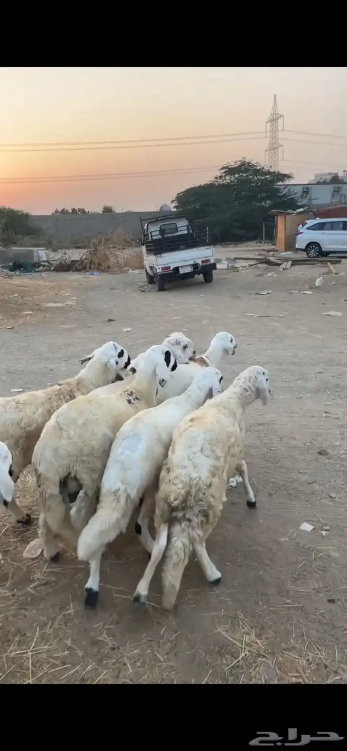 8 سواكني تربيه 4 شهور 2