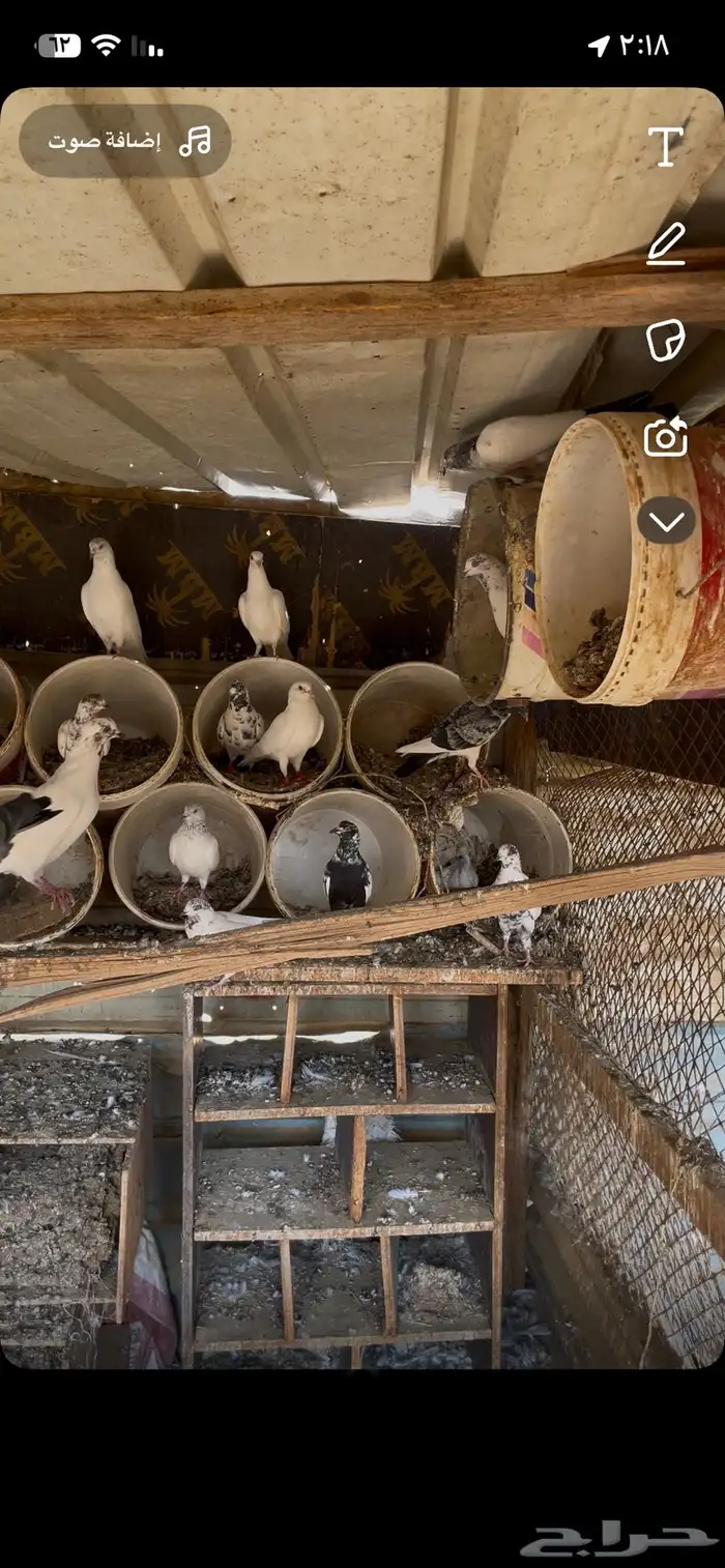 حمام بكستاني بلدي 0