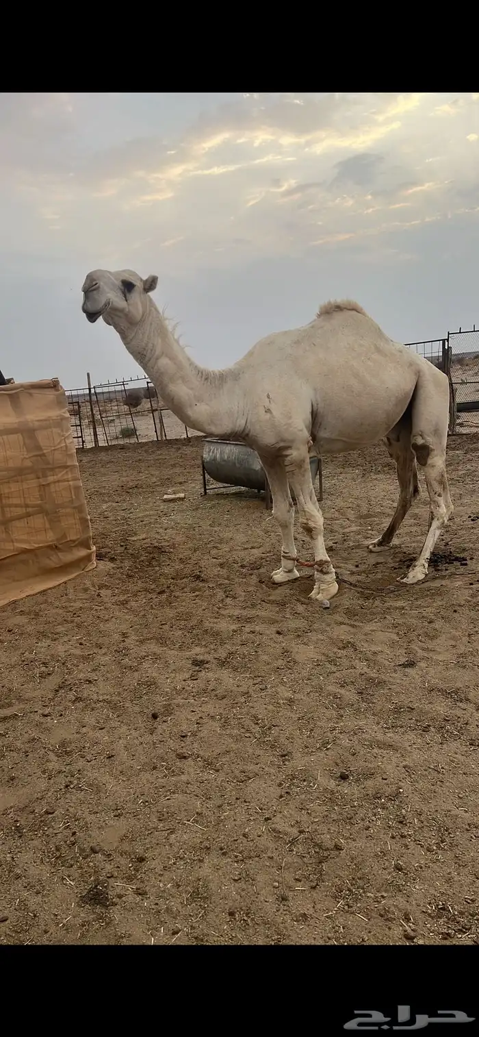 فحل تمامي كفو 0