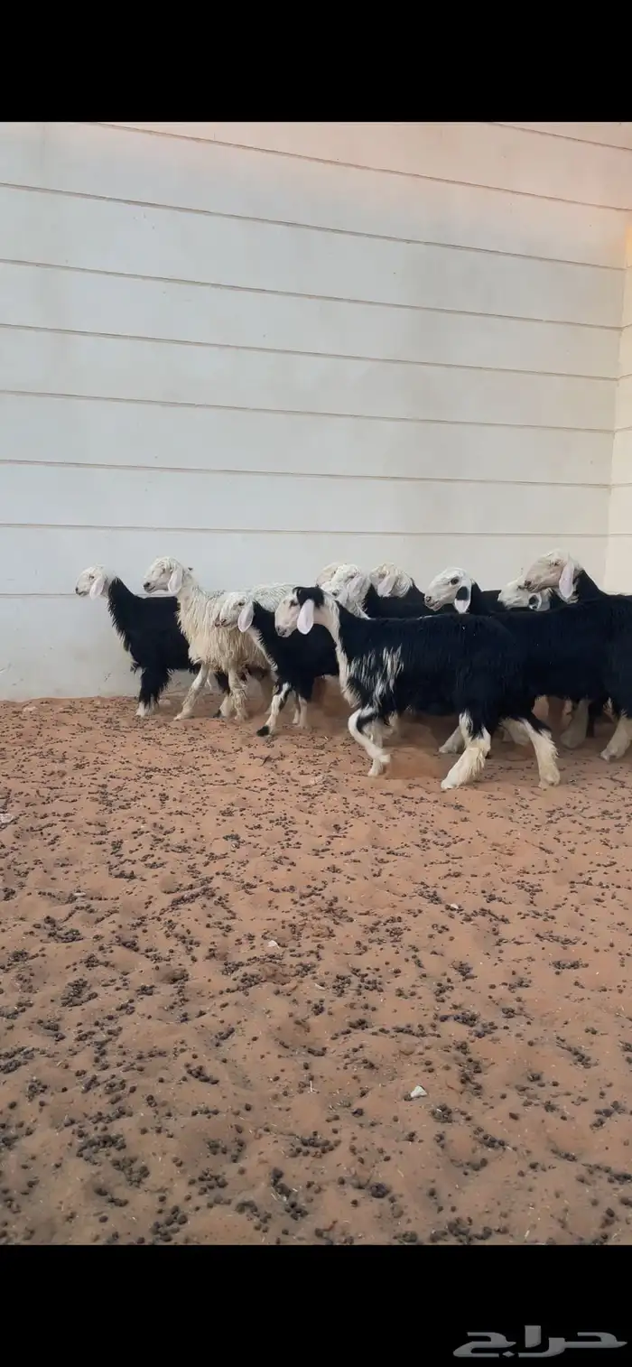 رخال نجد فاخره 2