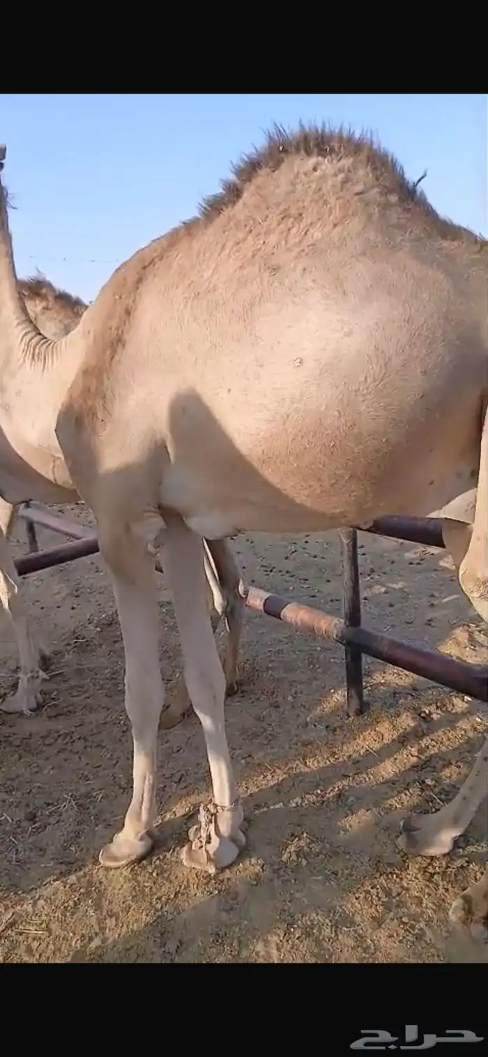 قعدان مستورد مرابي 2