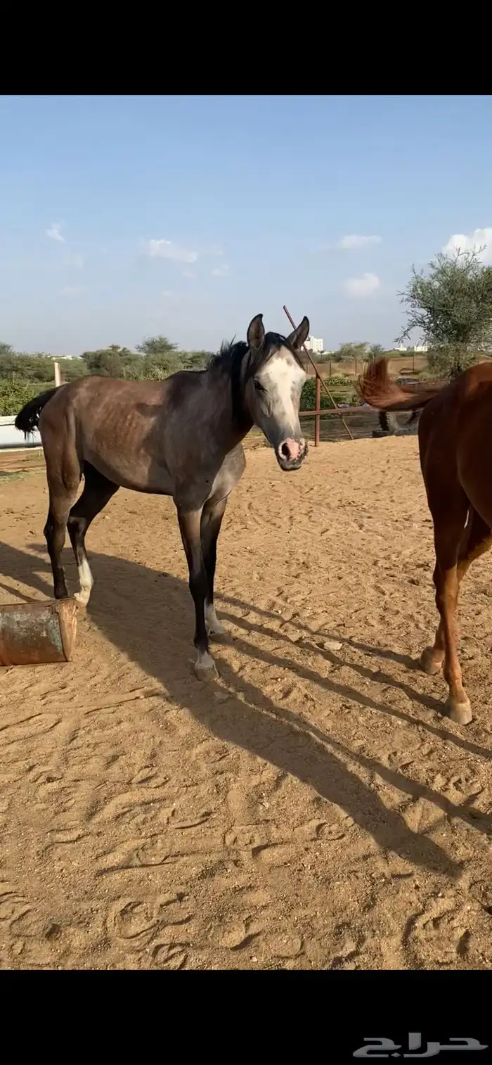 مهر عربي للبيع 1