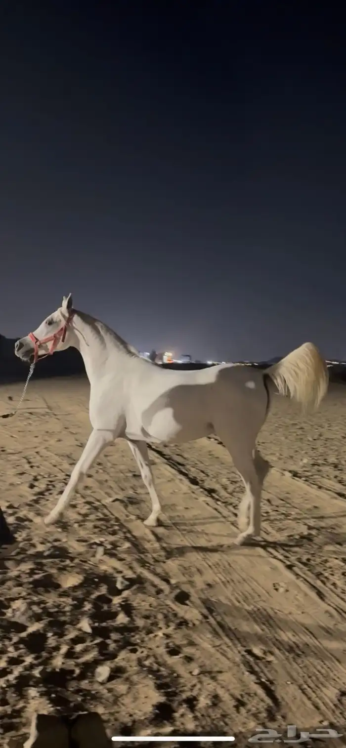 فرس واهو فاخره ونسب قوي 1