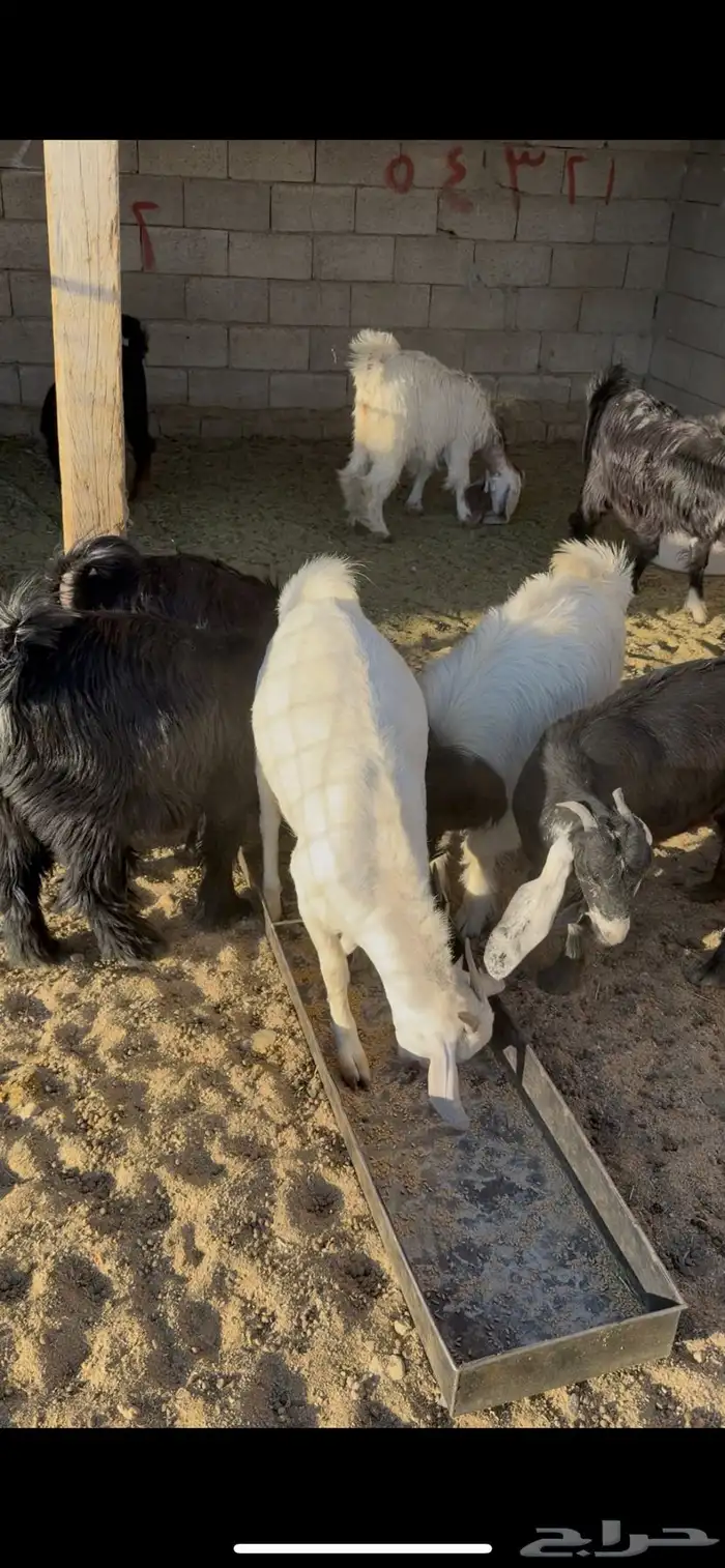 جمد للبيع رقم  على سوم 0