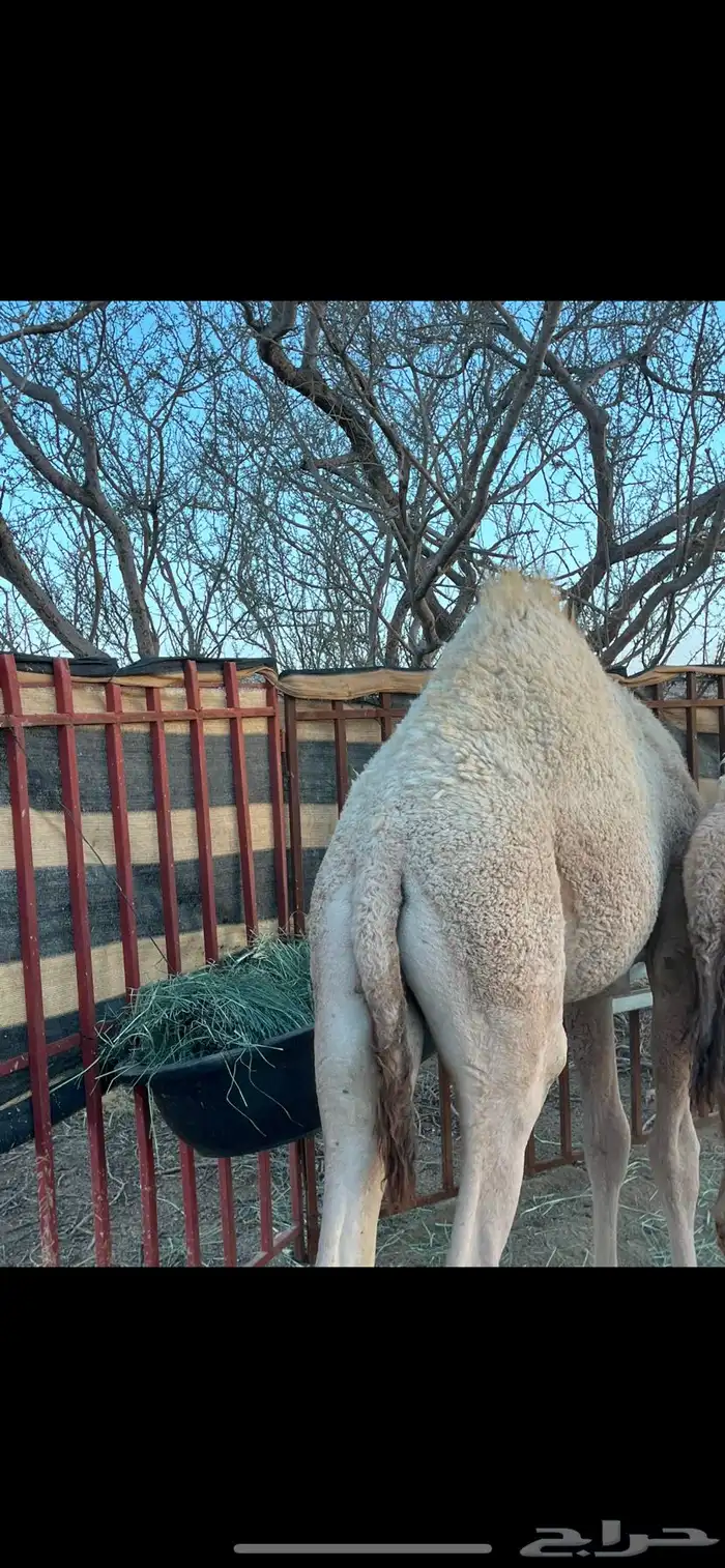 قعود للبيع 0