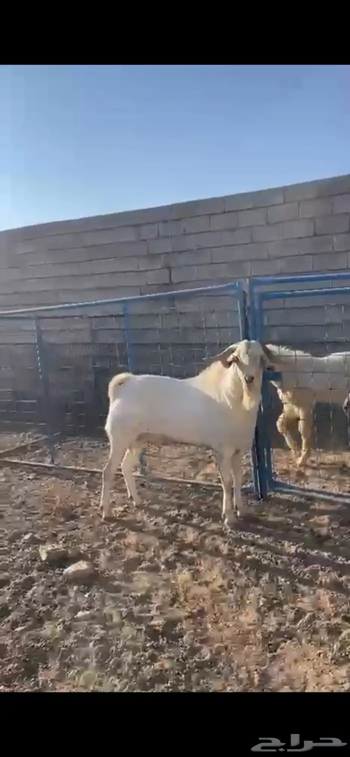 تيس فحل بيشي صنف 4