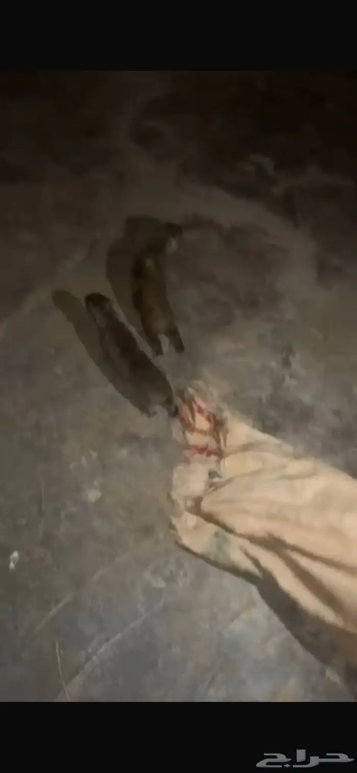 و   ب   ر   ا   ن 0