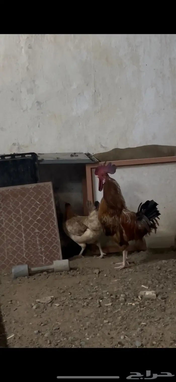 ديك للبيع على السوم و صيصان 0
