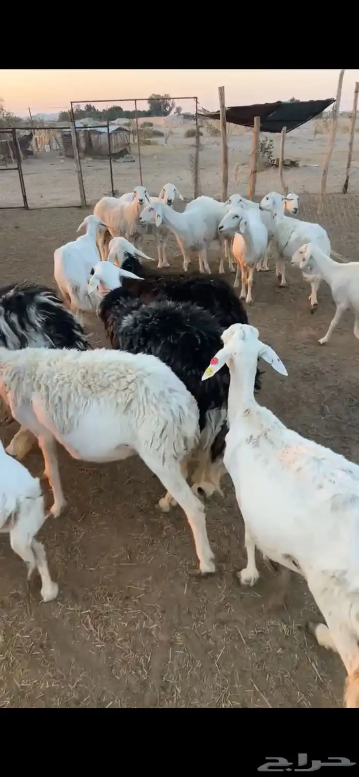 غنم متابيع 4