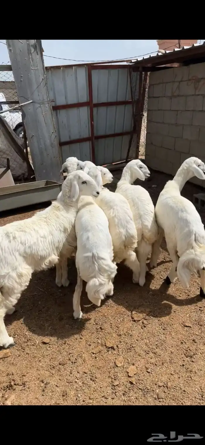 رخال صنففف تم البيع 1