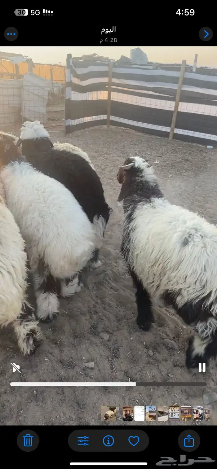 بهم 10 روس للبيع 0