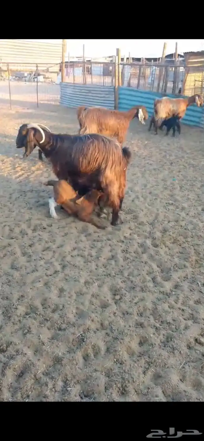 معزا متابيع 8 معها 16 2