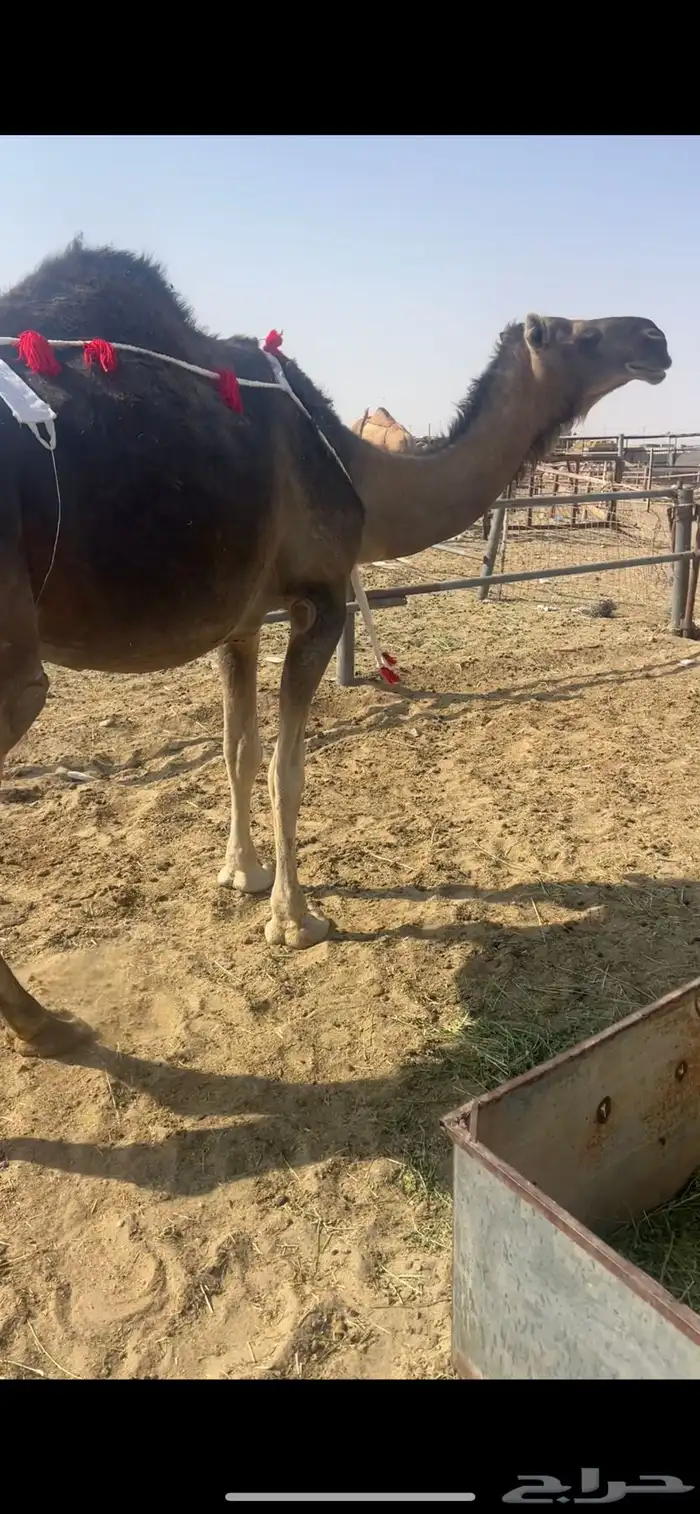 خلفه نفس وحليب على الشرط 0