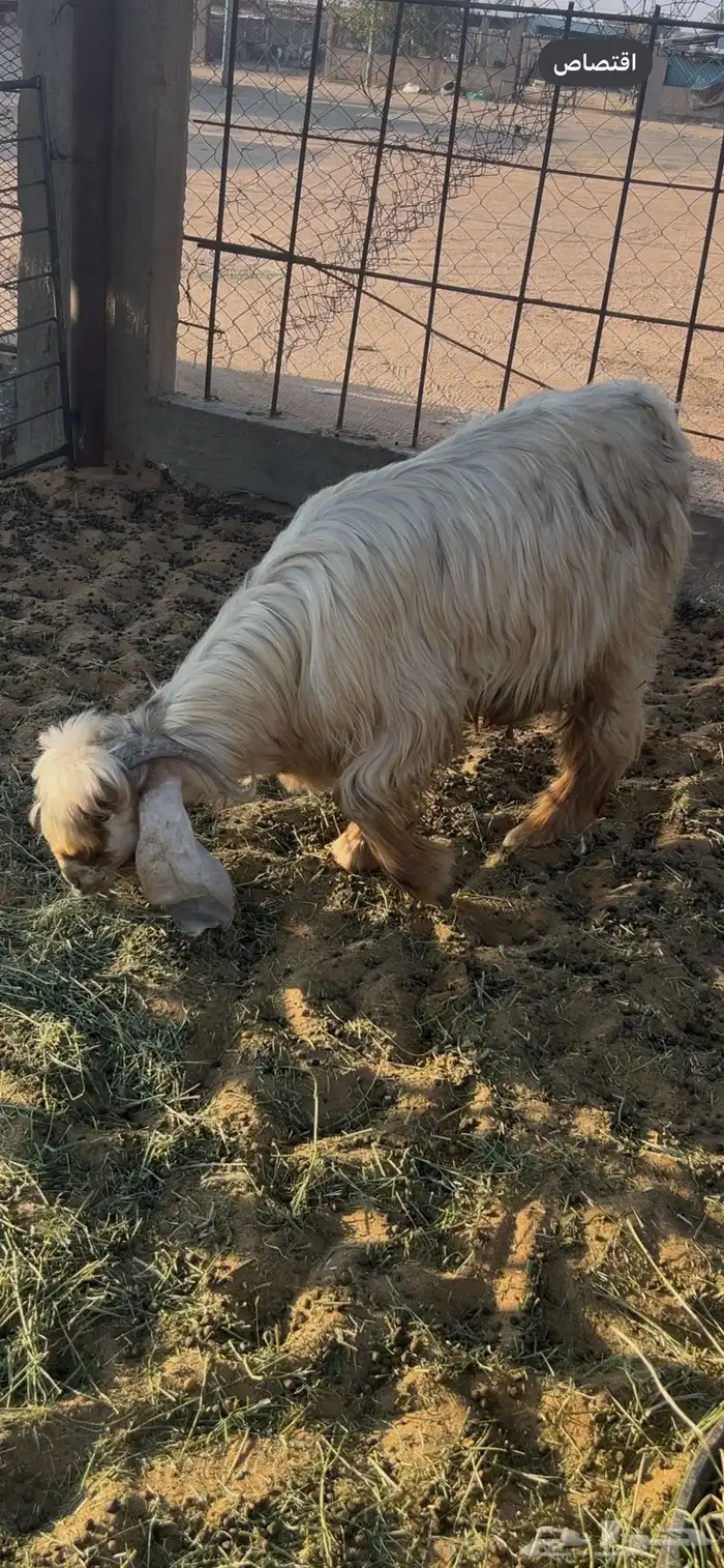 تيس عارضي اصفر 2