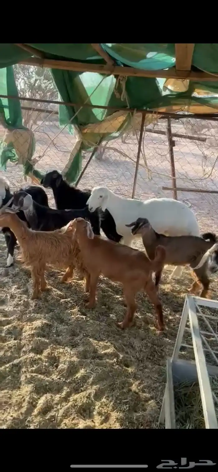 6 تيوس وعناق 0