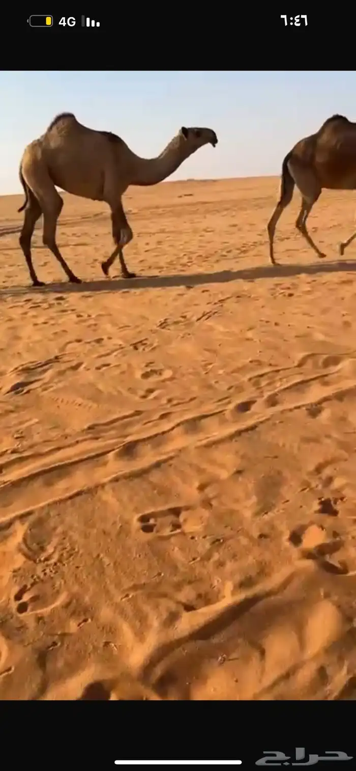 بكار حقايق 0