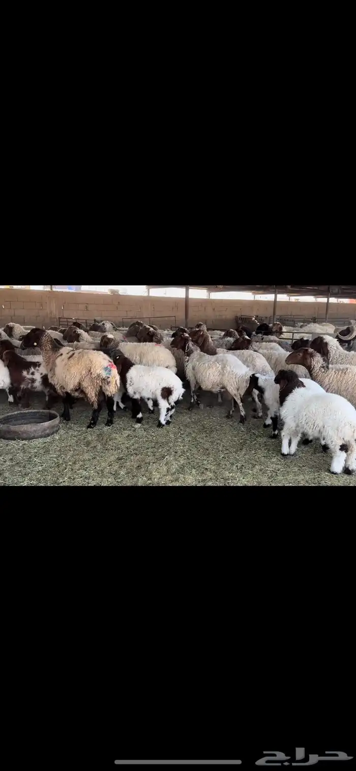 غنم نعيم مطافيل 3