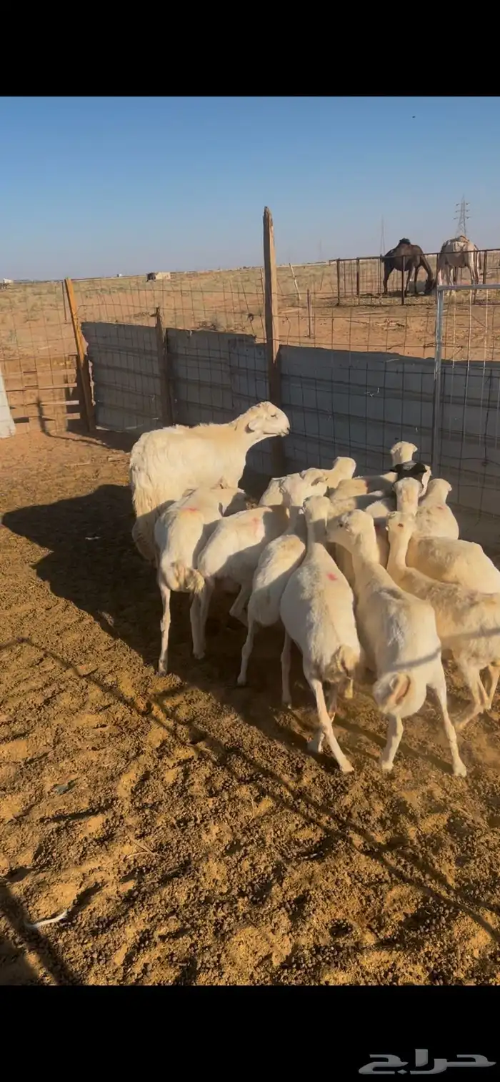 رفيد دفيع اشباب 0